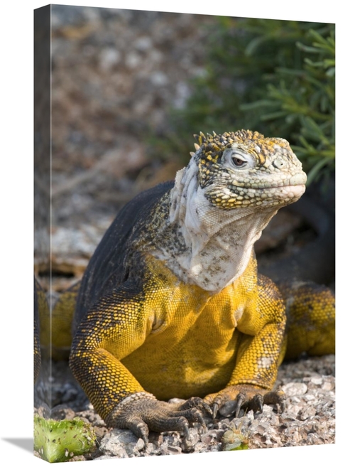 Global Gallery GCS-397351-1624-142 16 x 24 in. Galapagos Land Iguana&#