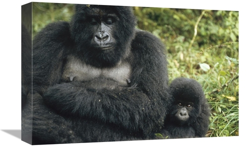 Global Gallery GCS-452437-1218-142 12 x 18 in. Mountain Gorilla Mother