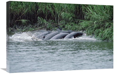 Global Gallery GCS-450658-2030-142 20 x 30 in. Bottlenose Dolphins Cat