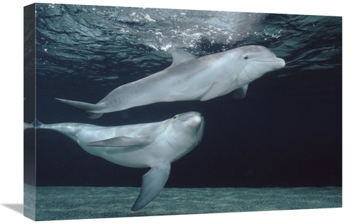 16 x 24 in. Bottlenose Dolphin Underwater Pair, Hawaii Art Print -