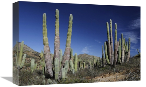 Global Gallery GCS-397722-1218-142 12 x 18 in. Cardon Cacti, Santa