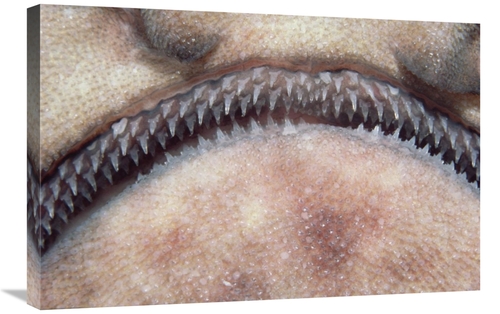 Global Gallery GCS-397835-2030-142 20 x 30 in. Swell Shark Close-Up of
