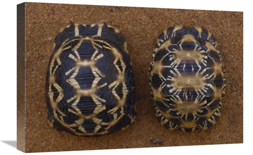 Global Gallery GCS-453043-1624-142 16 x 24 in. Spider Tortoise Left & 