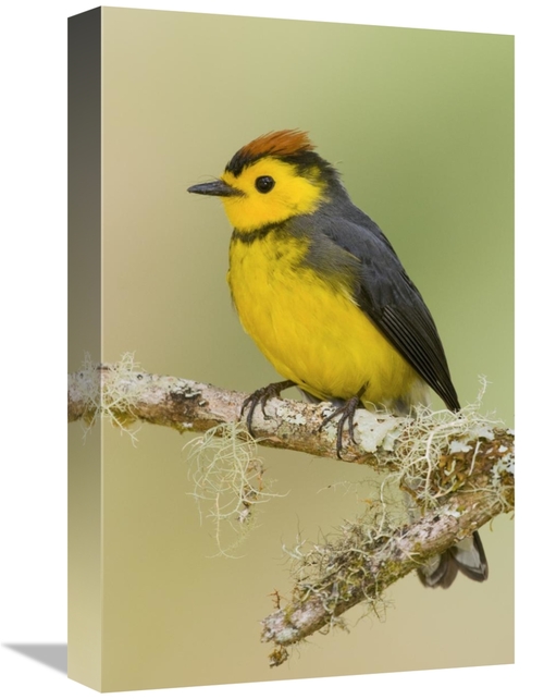 Global Gallery GCS-397267-1218-142 12 x 18 in. Collared Redstart, 