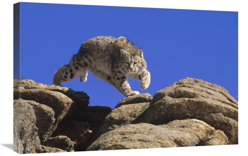 Global Gallery GCS-452470-2030-142 20 x 30 in. Bobcat Leaping From Roc