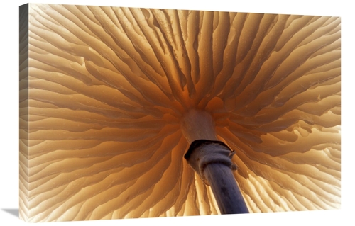 Global Gallery GCS-398296-2030-142 20 x 30 in. Porcelain Mushroom or P