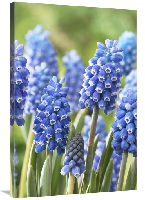 Global Gallery GCS-398404-2436-142 24 x 36 in. Blue Grape Hyacinth Blu