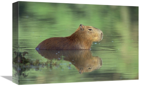 Global Gallery GCS-452523-1218-142 12 x 18 in. Capybara Wading, Pa