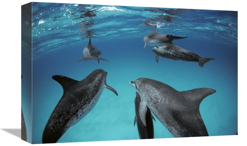 Global Gallery GCS-450678-1218-142 12 x 18 in. Atlantic Spotted Dolphi