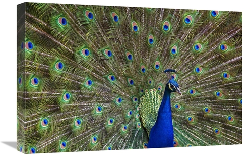 Global Gallery GCS-396940-1624-142 16 x 24 in. Indian Peafowl Male wit