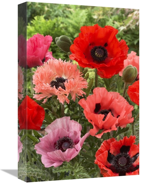 Global Gallery GCS-398336-1218-142 12 x 18 in. Oriental Poppy Flowers 