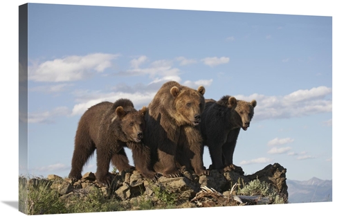 Global Gallery GCS-452205-2030-142 20 x 30 in. Grizzly Bear with Two O