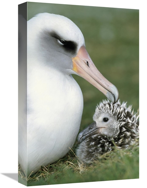 Global Gallery GCS-451417-1218-142 12 x 18 in. Laysan Albatross Parent