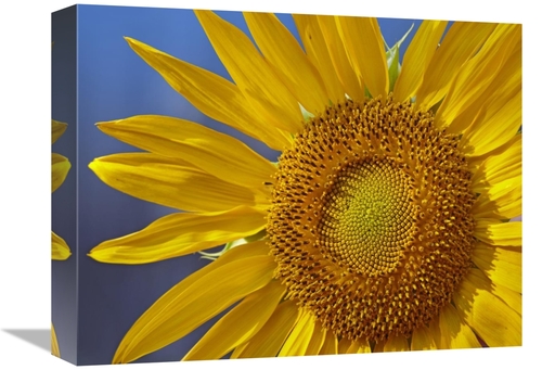 Global Gallery GCS-396095-1216-142 12 x 16 in. Common Sunflower Flower