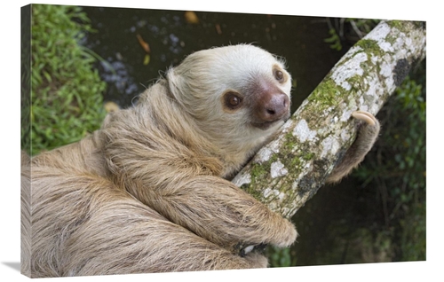 Global Gallery GCS-395830-2436-142 24 x 36 in. Hoffmanns Two-Toed Slot