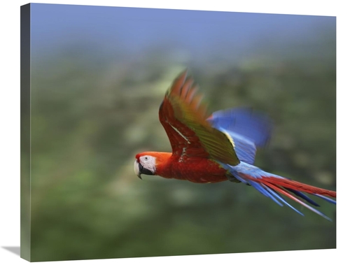 Global Gallery GCS-395996-2228-142 22 x 28 in. Scarlet Macaw Flying&#4