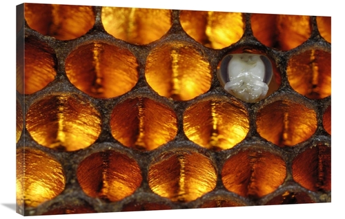 Global Gallery GCS-453382-2436-142 24 x 36 in. Honey Bee Brood Honeyco