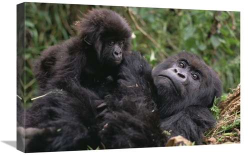 Global Gallery GCS-452813-1624-142 16 x 24 in. Mountain Gorilla Mom & 