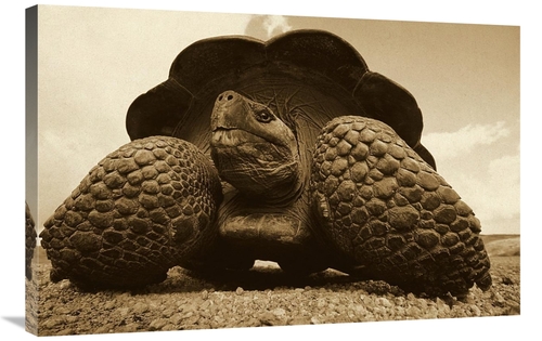 Global Gallery GCS-453673-2436-142 24 x 36 in. Galapagos Giant Tortois