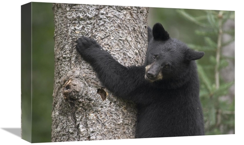 Global Gallery GCS-395422-1218-142 12 x 18 in. Black Bear Cub in Tree 