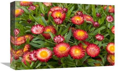 Global Gallery GCS-398356-1218-142 12 x 18 in. Strawflower Red Variety