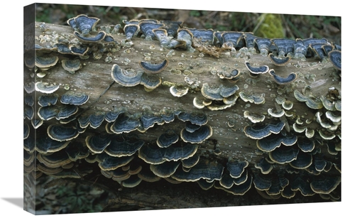 Global Gallery GCS-452514-1624-142 16 x 24 in. Bracket Fungus Growing 