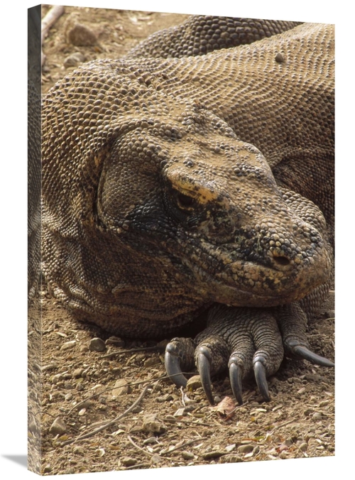 Global Gallery GCS-451182-2030-142 20 x 30 in. Komodo Dragon Male Bask