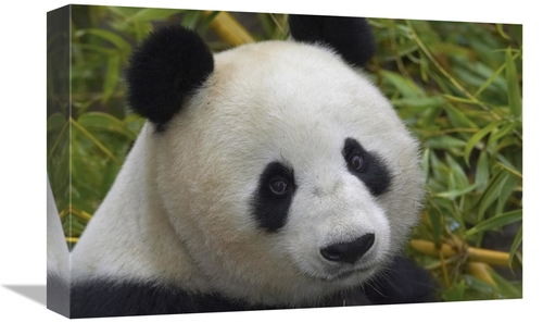 Global Gallery GCS-450862-1218-142 12 x 18 in. Giant Panda Portrait