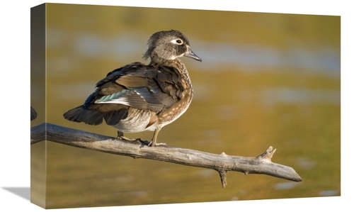 Global Gallery GCS-397346-1218-142 12 x 18 in. Wood Duck Female, N