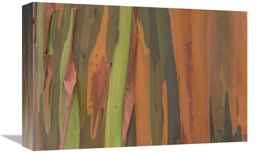 Global Gallery GCS-395292-1218-142 12 x 18 in. Gum Tree Bark Detail&#4