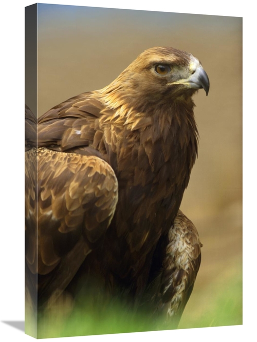 Global Gallery GCS-396058-1624-142 16 x 24 in. Golden Eagle Portrait&#