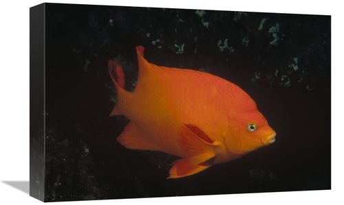 Global Gallery GCS-450616-1218-142 12 x 18 in. Garibaldi Adult Portrai