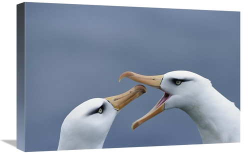 Global Gallery GCS-451599-1624-142 16 x 24 in. Campbell Albatross Cour