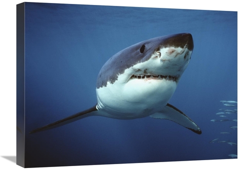 Global Gallery GCS-397972-1824-142 18 x 24 in. Great White Shark Swimm