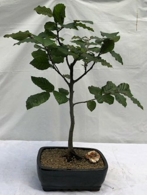 European Beech Bonsai Tree(fagus sylvatica)