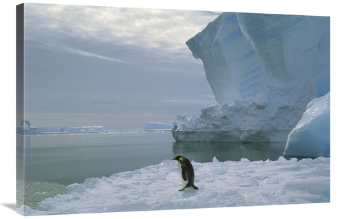 Global Gallery GCS-451725-2436-142 24 x 36 in. Emperor Penguin Walking