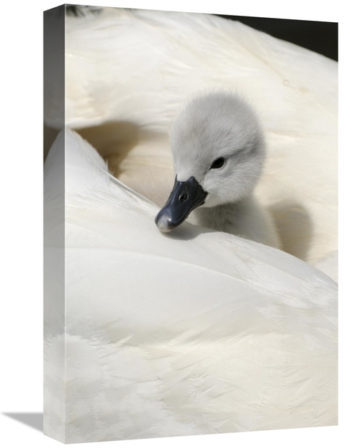 Global Gallery GCS-398176-1218-142 12 x 18 in. Mute Swan Cygnet, o