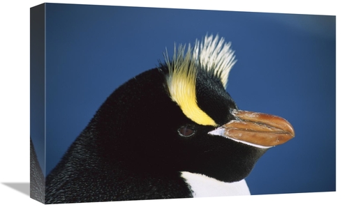 Global Gallery GCS-395669-1218-142 12 x 18 in. Erect-Crested Penguin C