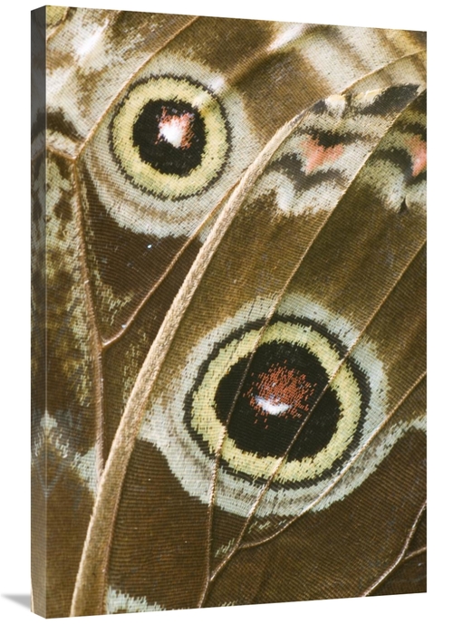 Global Gallery GCS-397366-2436-142 24 x 36 in. Blue Morpho Butterfly W