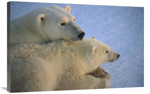 Global Gallery GCS-450942-2436-142 24 x 36 in. Polar Bear & Cub At Daw