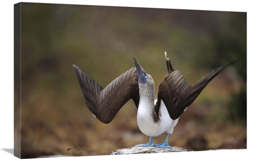 Global Gallery GCS-451395-2030-142 20 x 30 in. Blue-Footed Booby Sky P