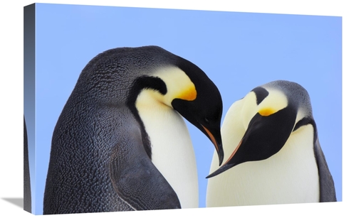 Global Gallery GCS-398284-1624-142 16 x 24 in. Emperor Penguin Pair Co