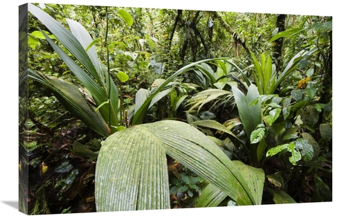 Global Gallery GCS-452676-2030-142 20 x 30 in. Mountain Rainforest,