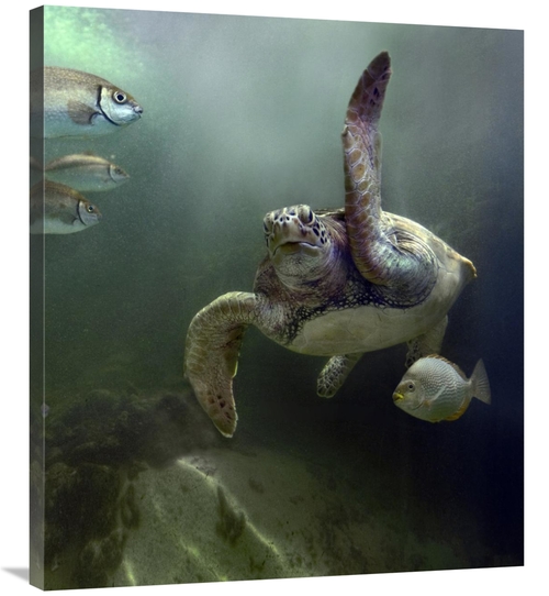 Global Gallery GCS-396162-36-142 36 in. Green Sea Turtle & Fish, S