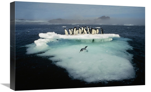 Global Gallery GCS-395655-1624-142 16 x 24 in. Adelie Penguin Crowding