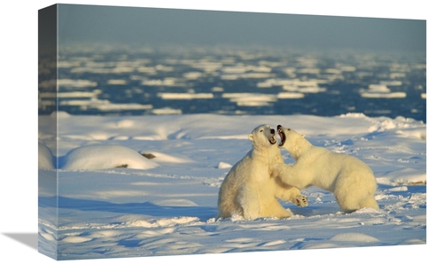 Global Gallery GCS-452505-1218-142 12 x 18 in. Polar Bear Males Fighti