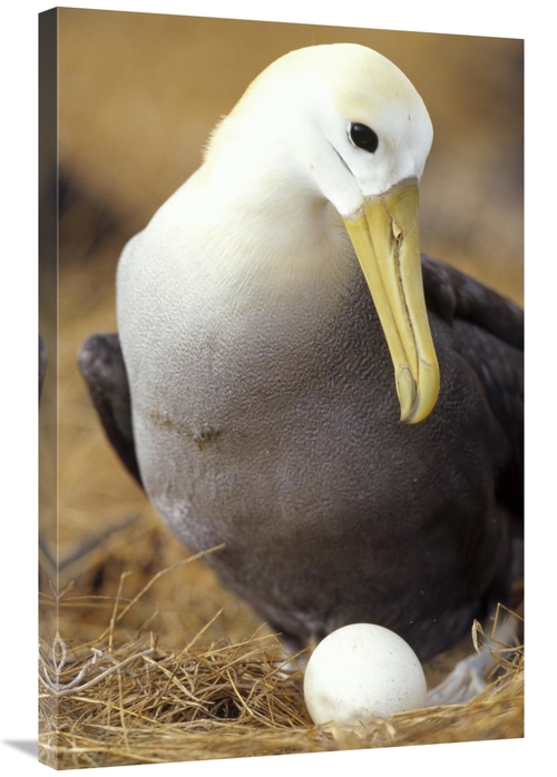 Global Gallery GCS-451404-2436-142 24 x 36 in. Waved Albatross Incubat