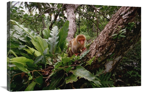 Global Gallery GCS-452991-2436-142 24 x 36 in. Short-Tailed Spotted Cu