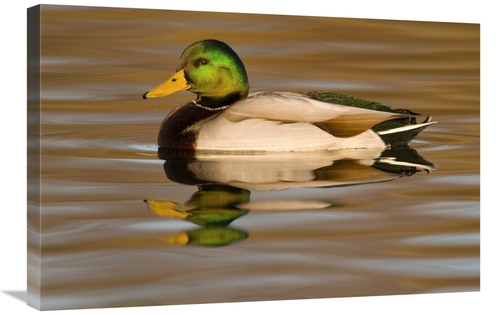 Global Gallery GCS-397353-2030-142 20 x 30 in. Mallard Swimming, K