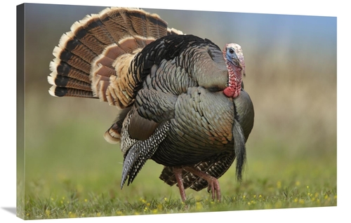 Global Gallery GCS-396873-2436-142 24 x 36 in. Wild Turkey Male in Cou